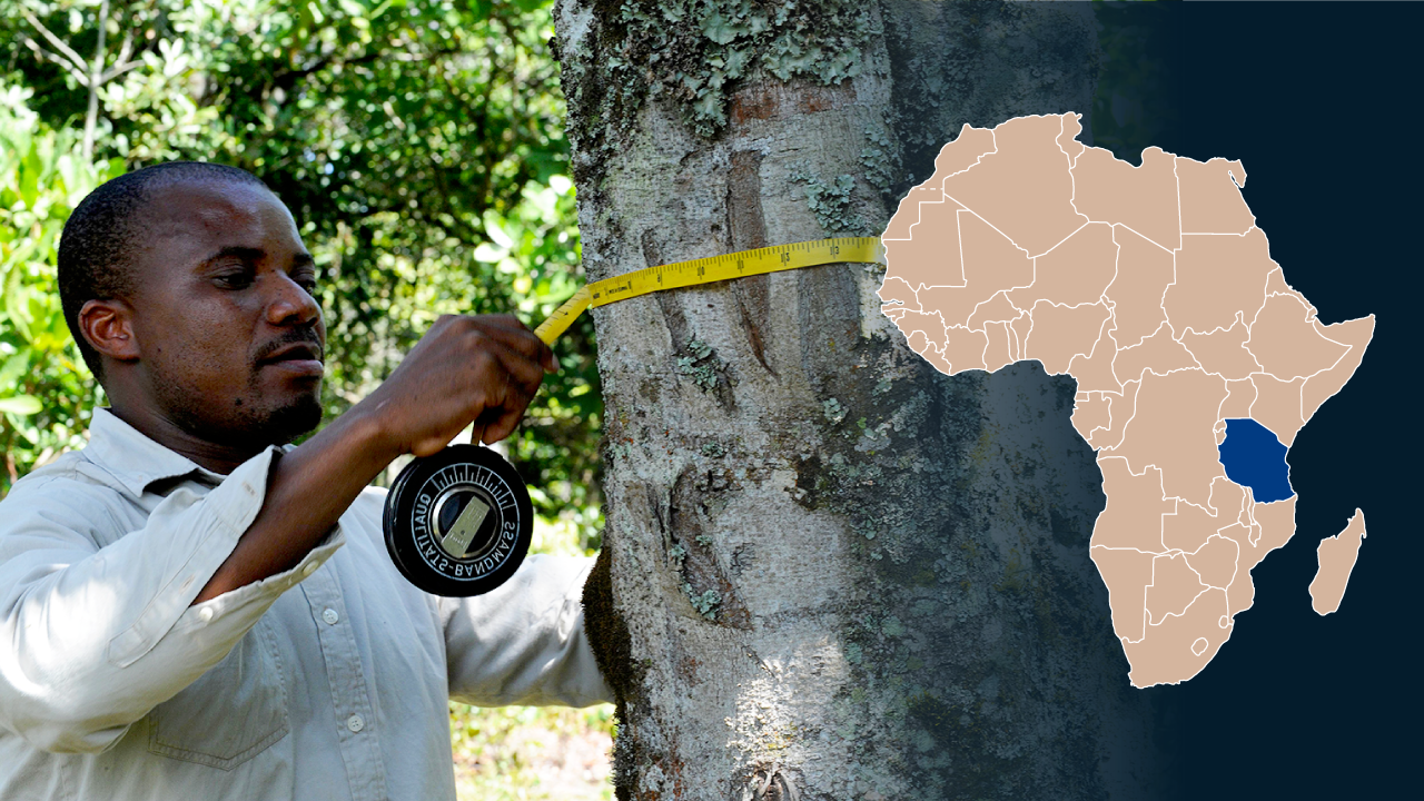 Tansanialainen mies mittaa puun paksuutta mittanauhalla. Kuvassa myös Afrikan kartta, johon on merkitty Tansanian sijainti.